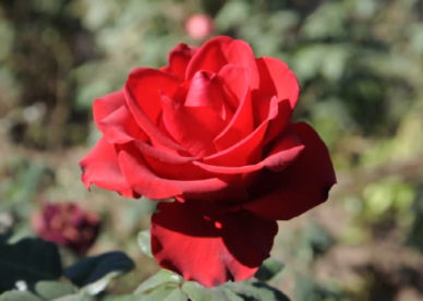 ورد جوري أحمر Red Damask Rose Pictures - صور ورد وزهور Rose Flower images